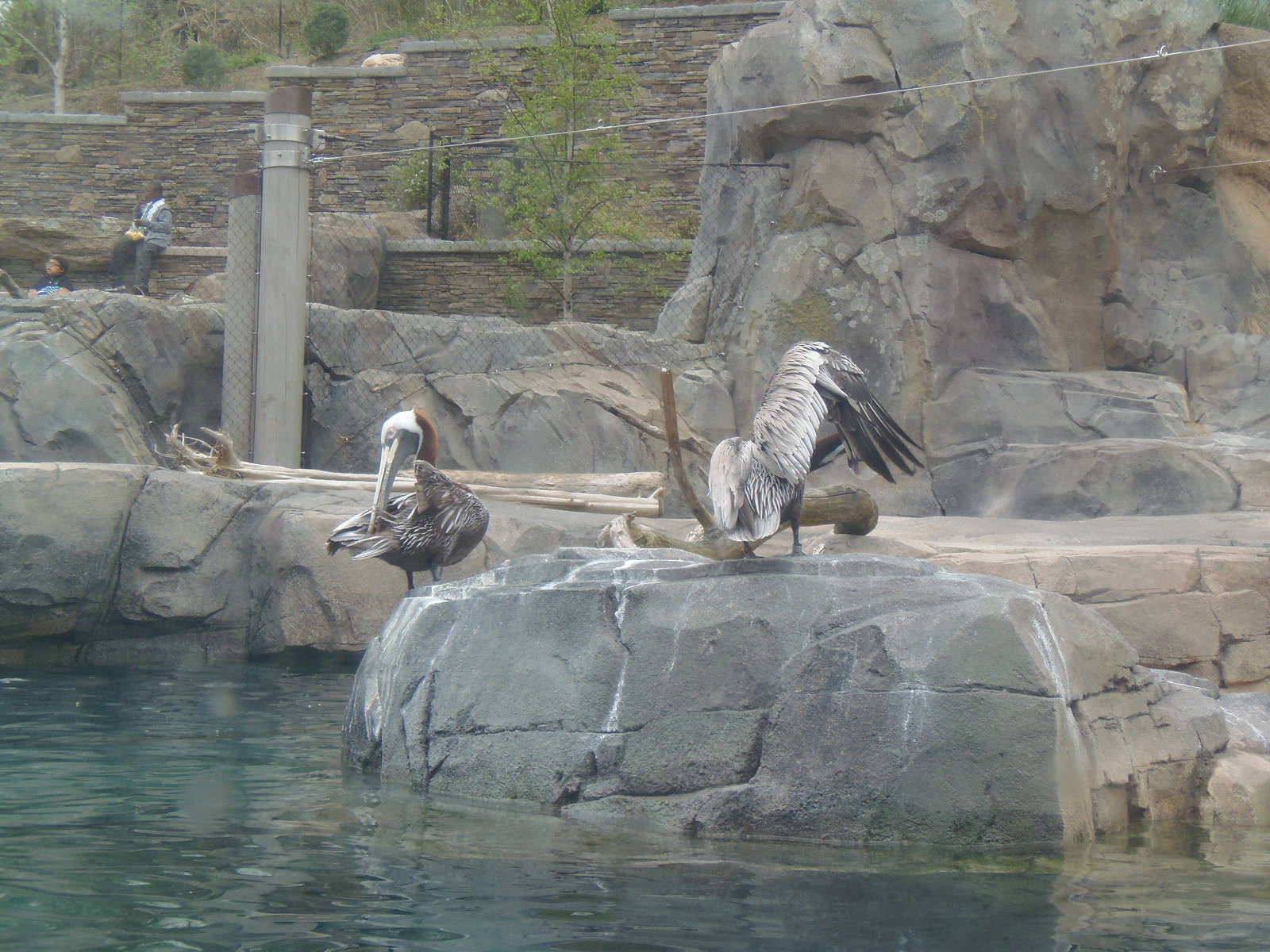 American Trail- Brown Pelicans