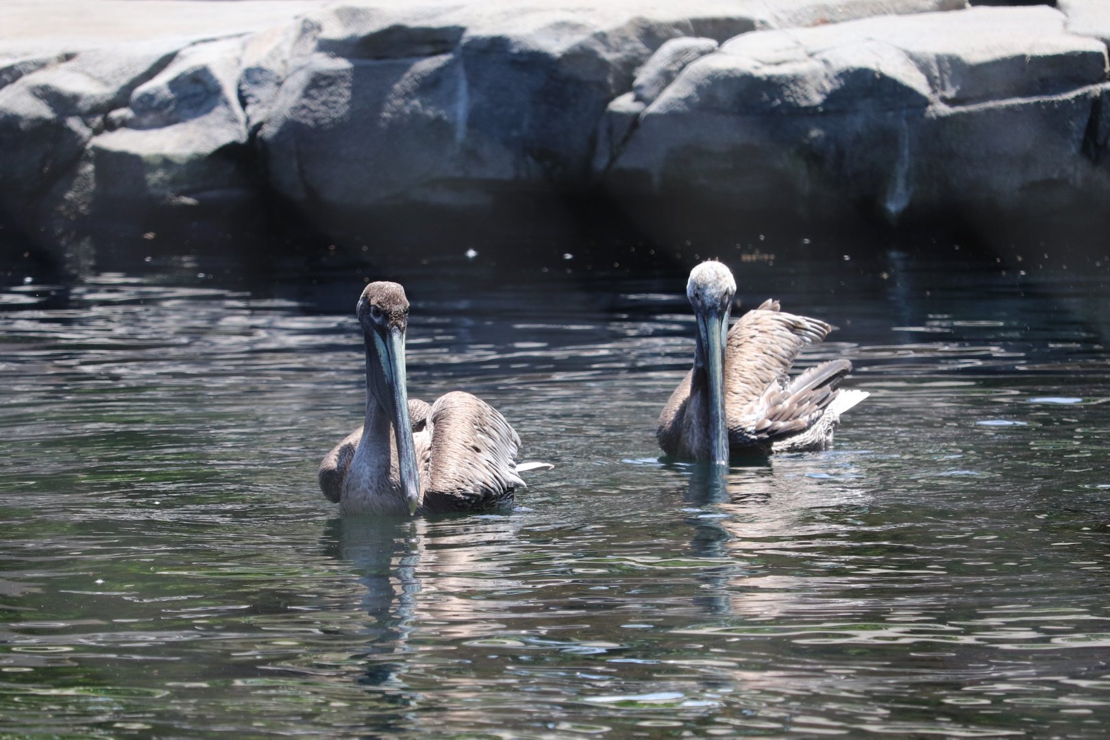 American Trail - Brown Pelicans