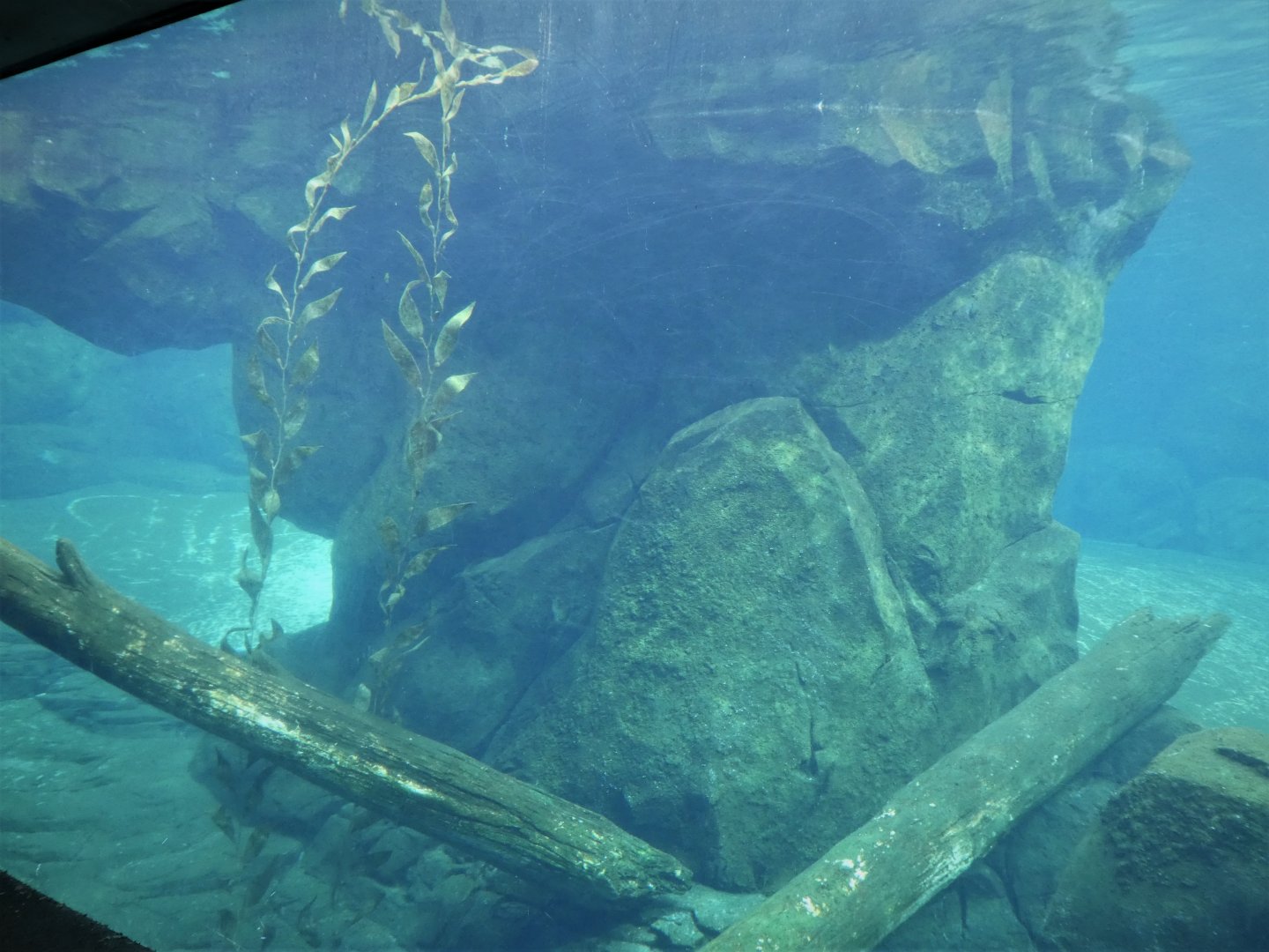 American Trail - California Sea Lion, Brown Pelican Exhibit Underwater Viewing