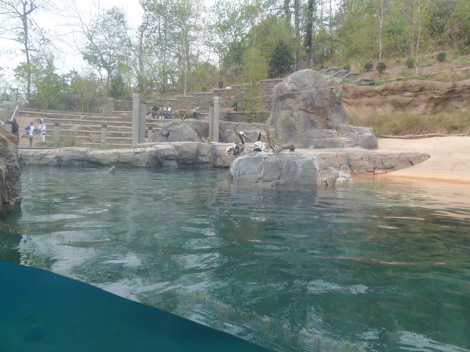 American Trail- California Sea Lion/Brown Pelican Exhibit