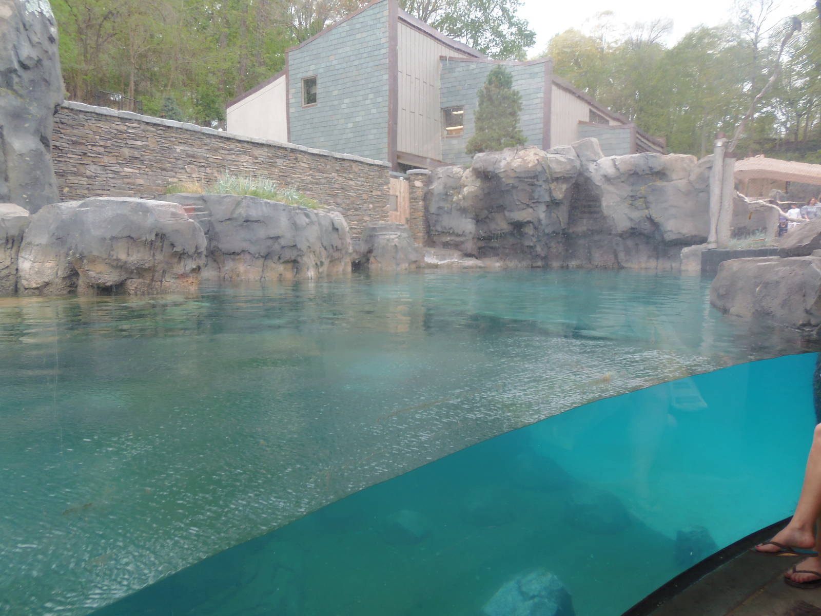 American Trail- California Sea Lion/Brown Pelican Exhibit