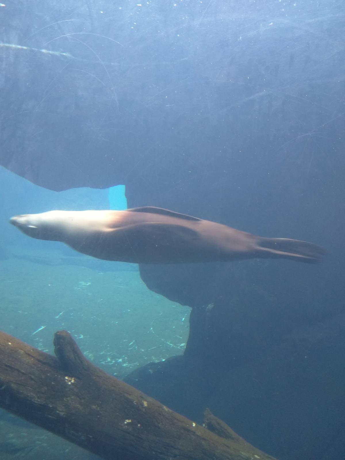 American Trail - California Sea Lion
