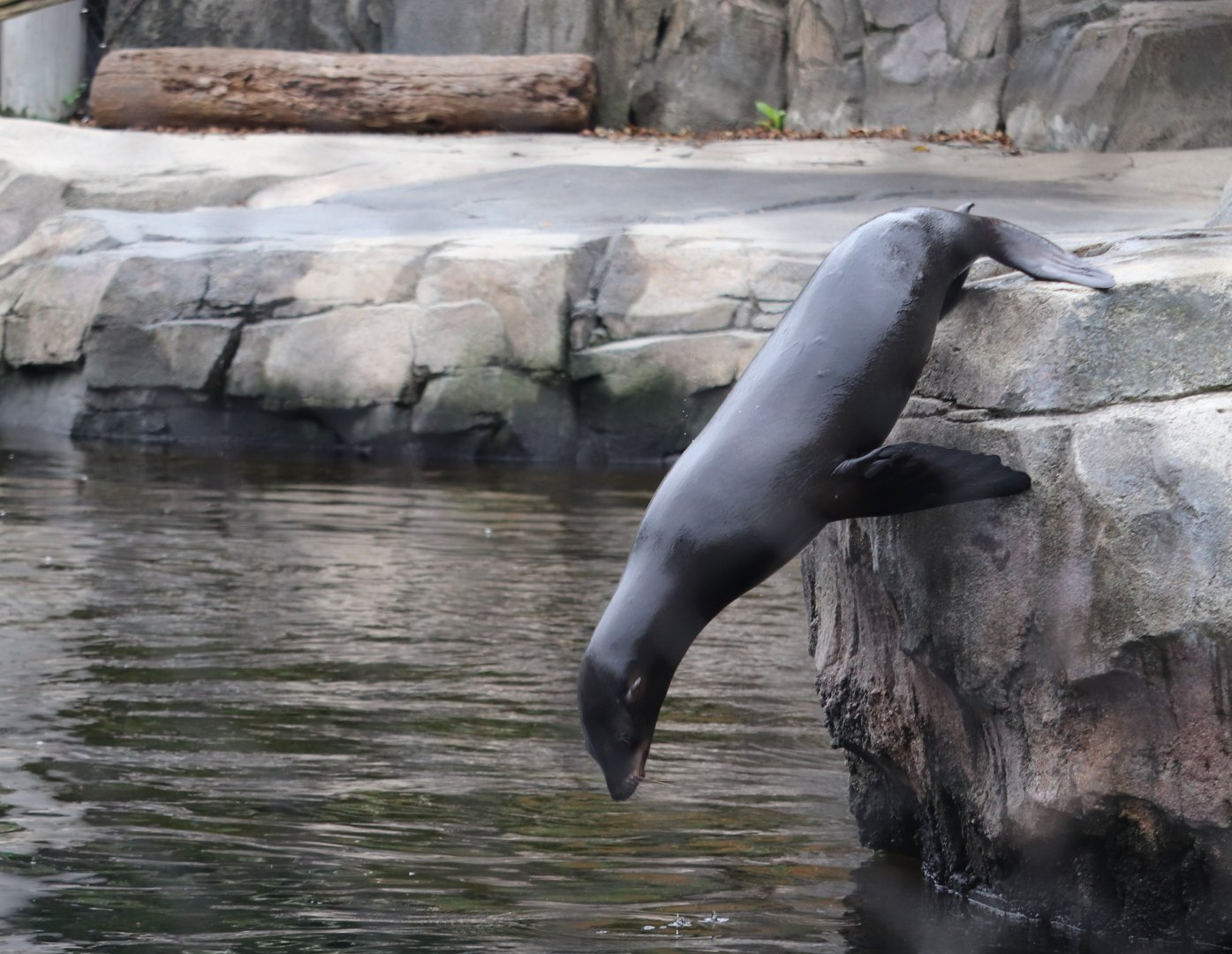 American Trail - California Sea Lion