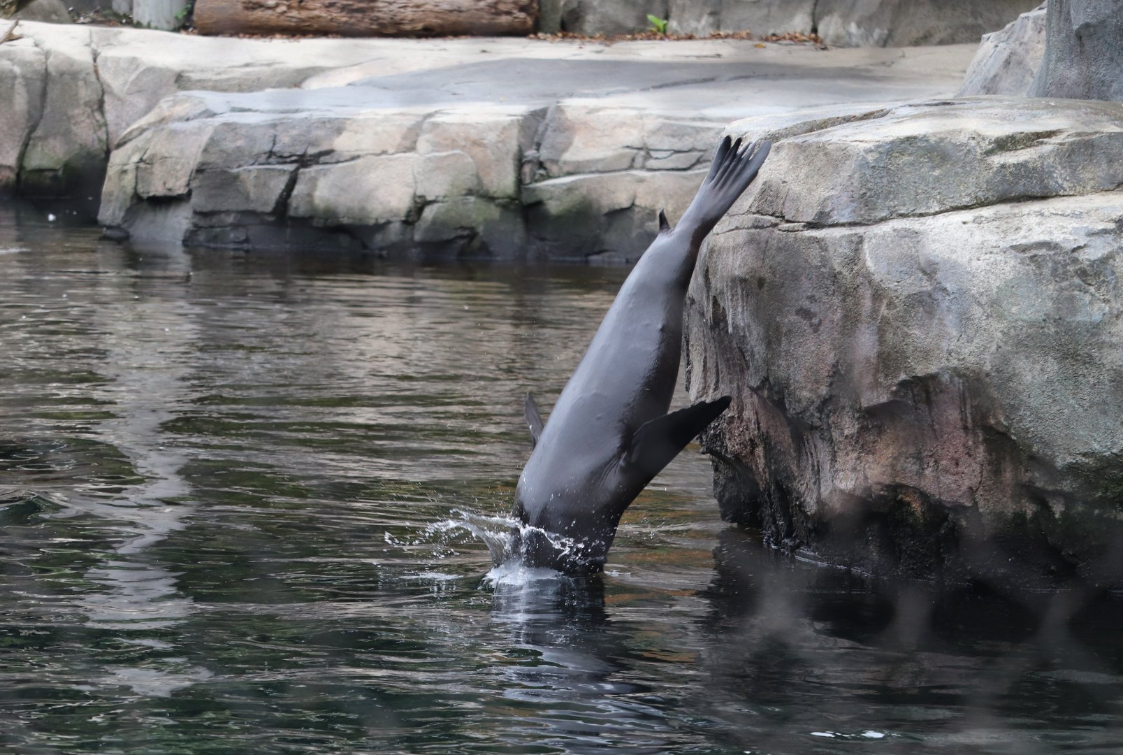 American Trail - California Sea Lion