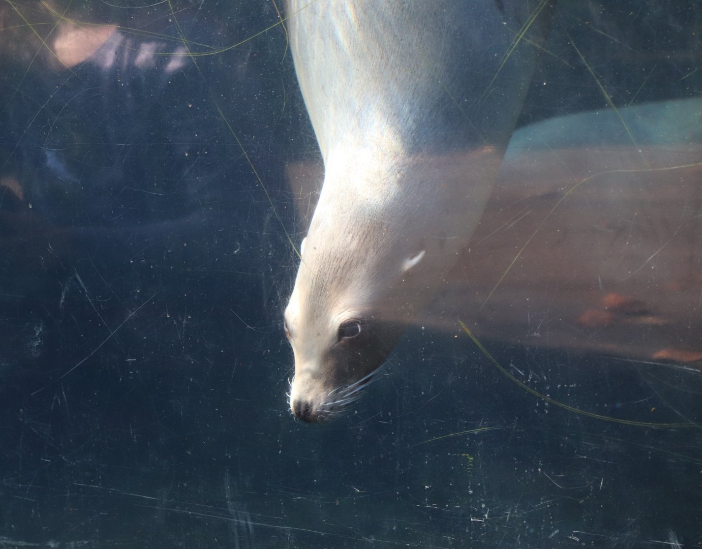 American Trail - California Sea Lion