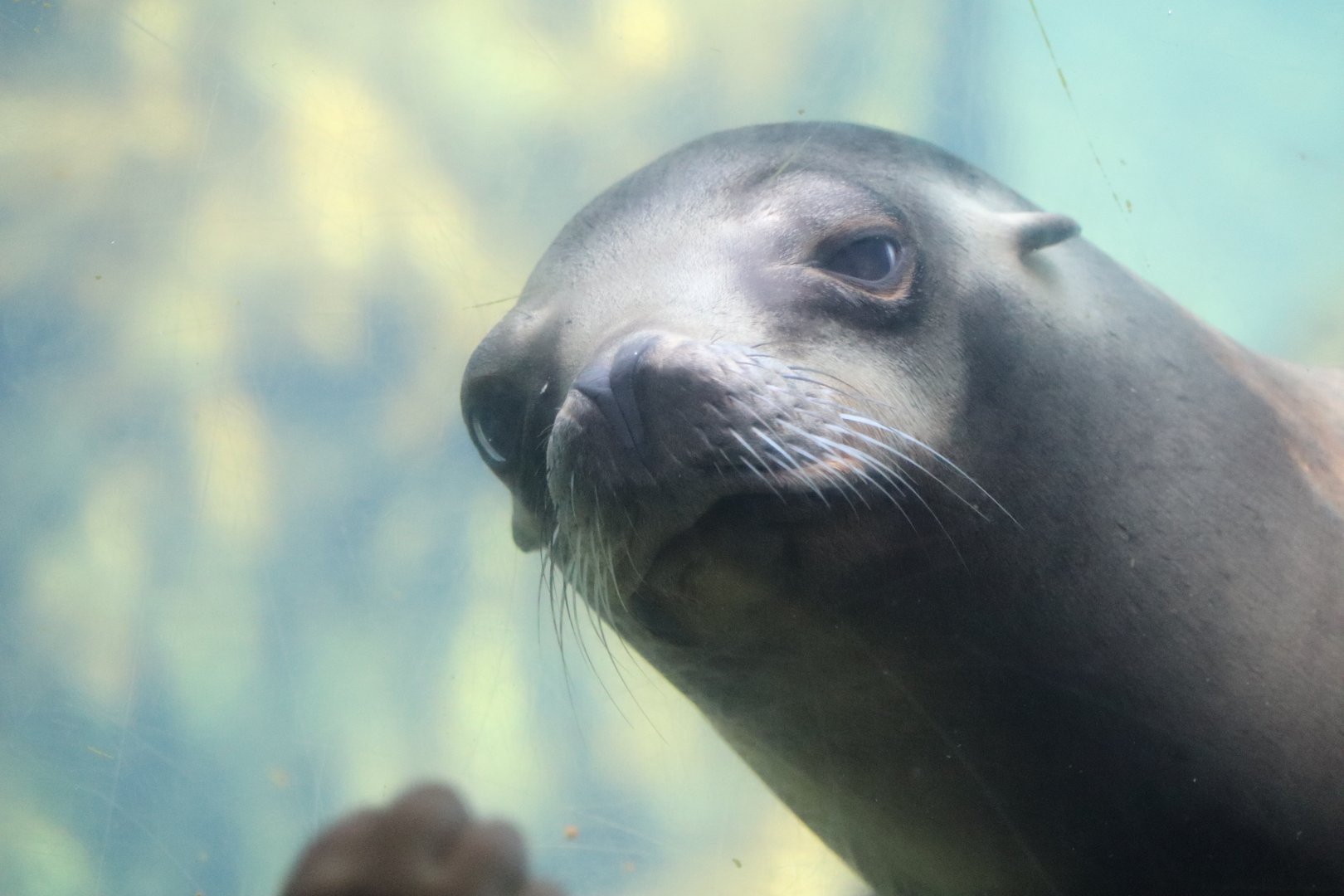 American Trail - California Sea Lion