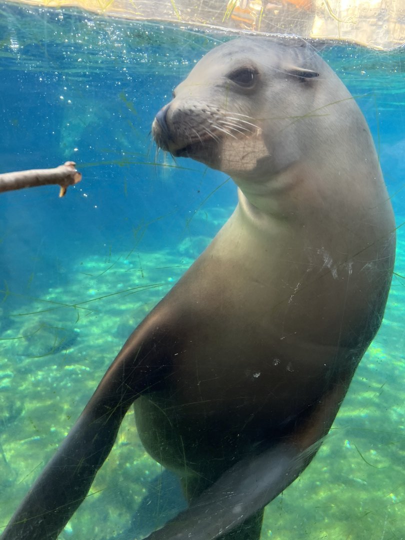 American Trail- California Sea Lion
