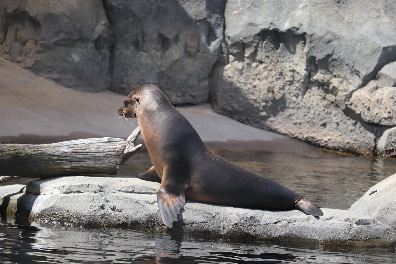 American Trail - California Sea Lion