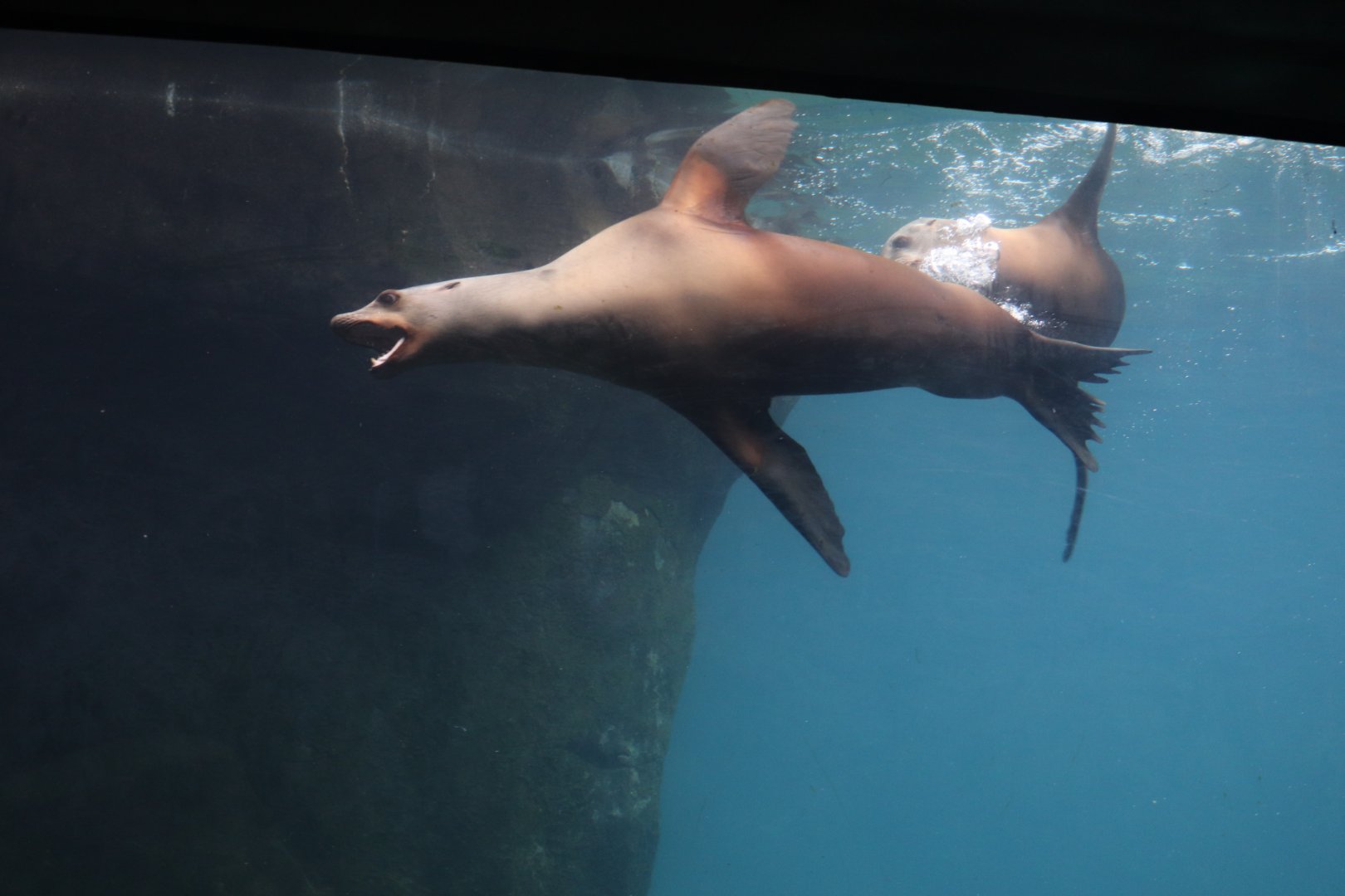 American Trail - California Sea Lion