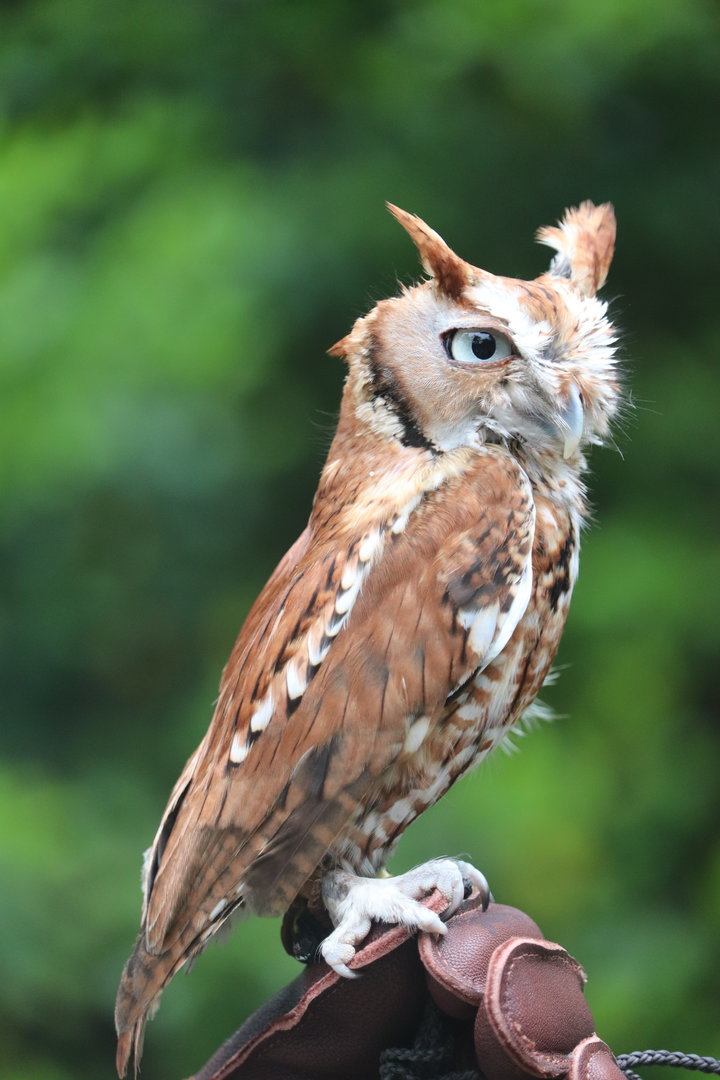 American Trail - Eastern Screech-Owl - Canyon