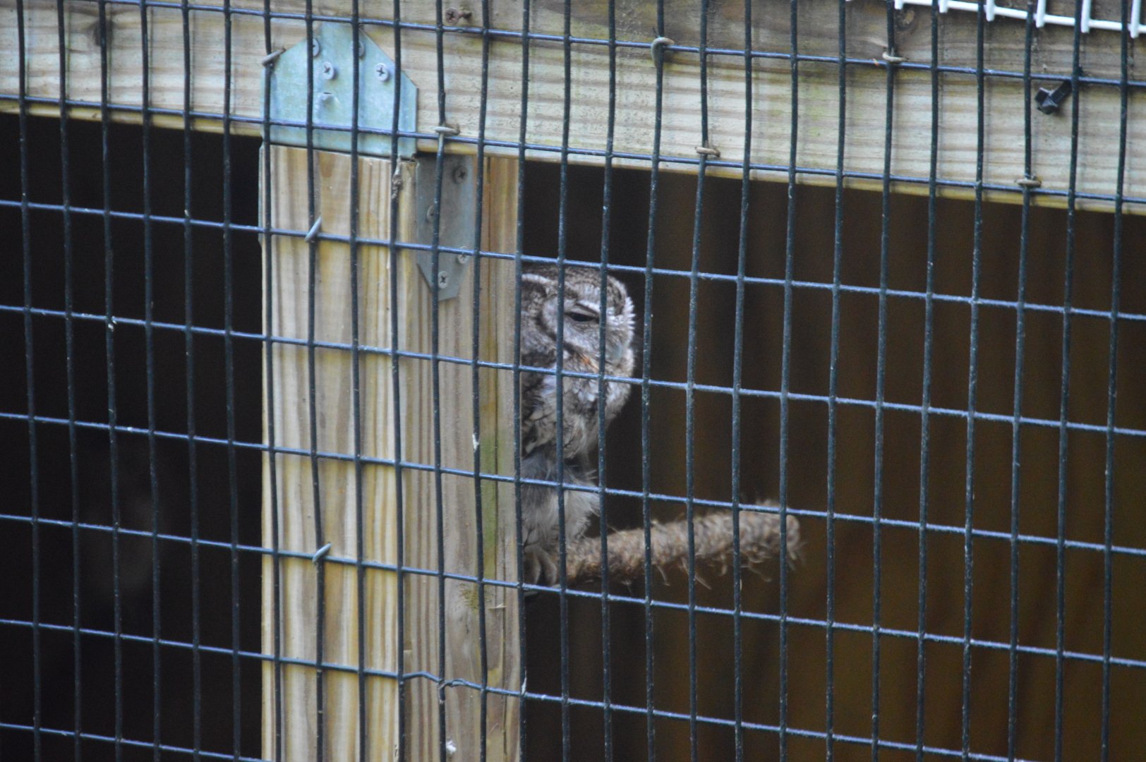 American Trail - Eastern Screech-Owl (Megascops asio)