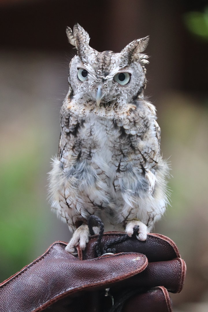 American Trail - Eastern Screech-Owl - Teton