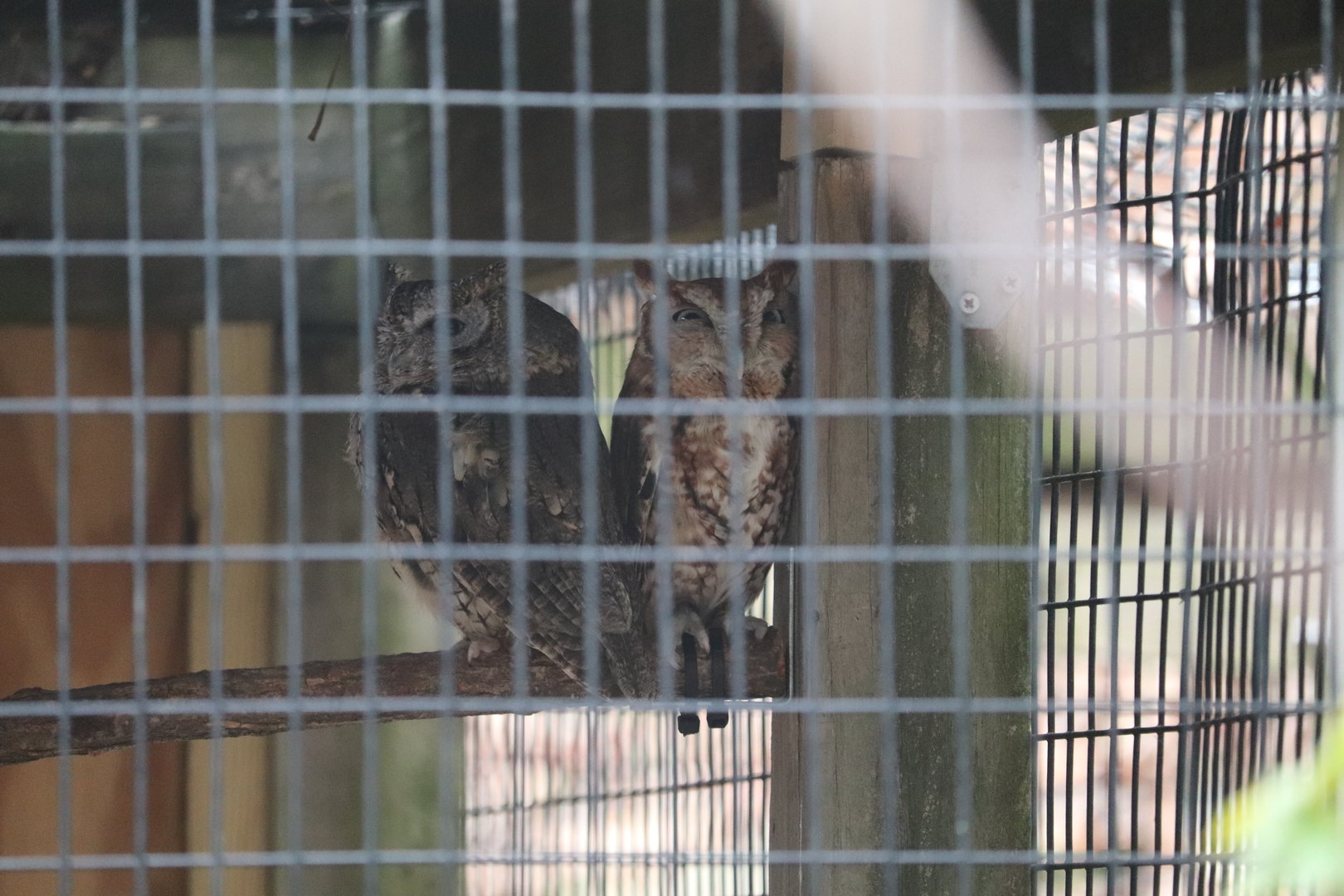 American Trail - Eastern Screech Owls