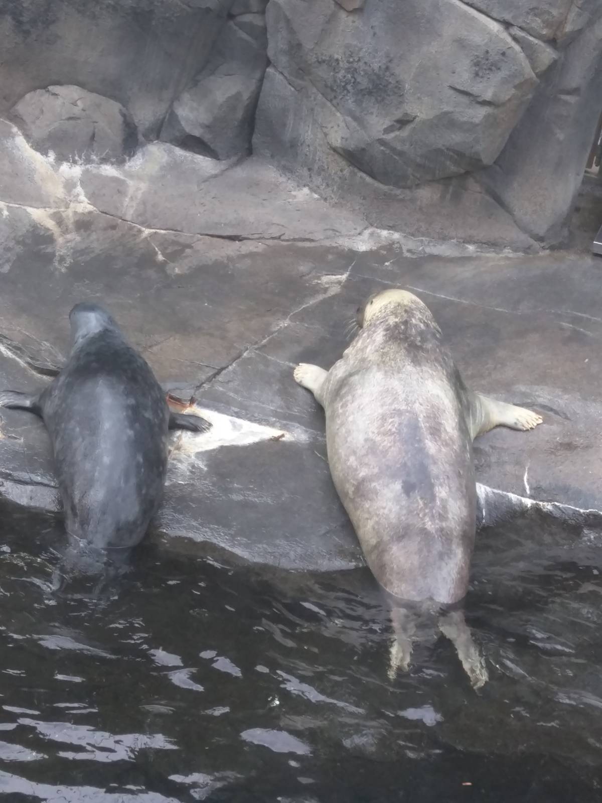 American Trail - Gray Seal - Gunther - Kara or Kyjya