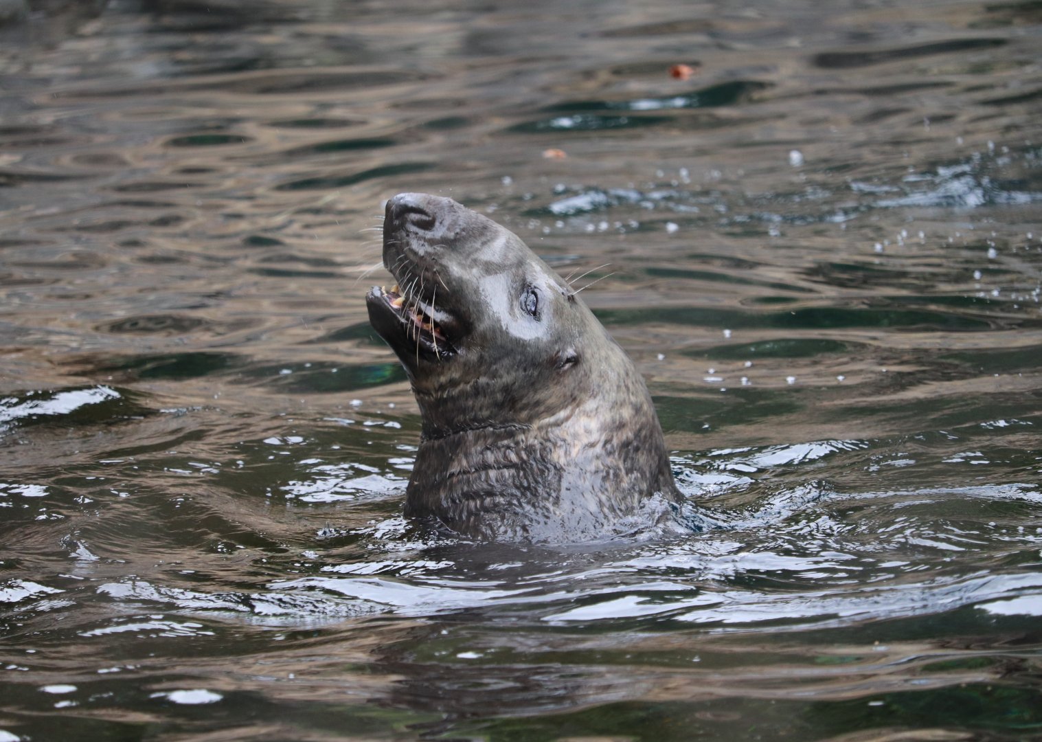 American Trail - Gray Seal - Gunther
