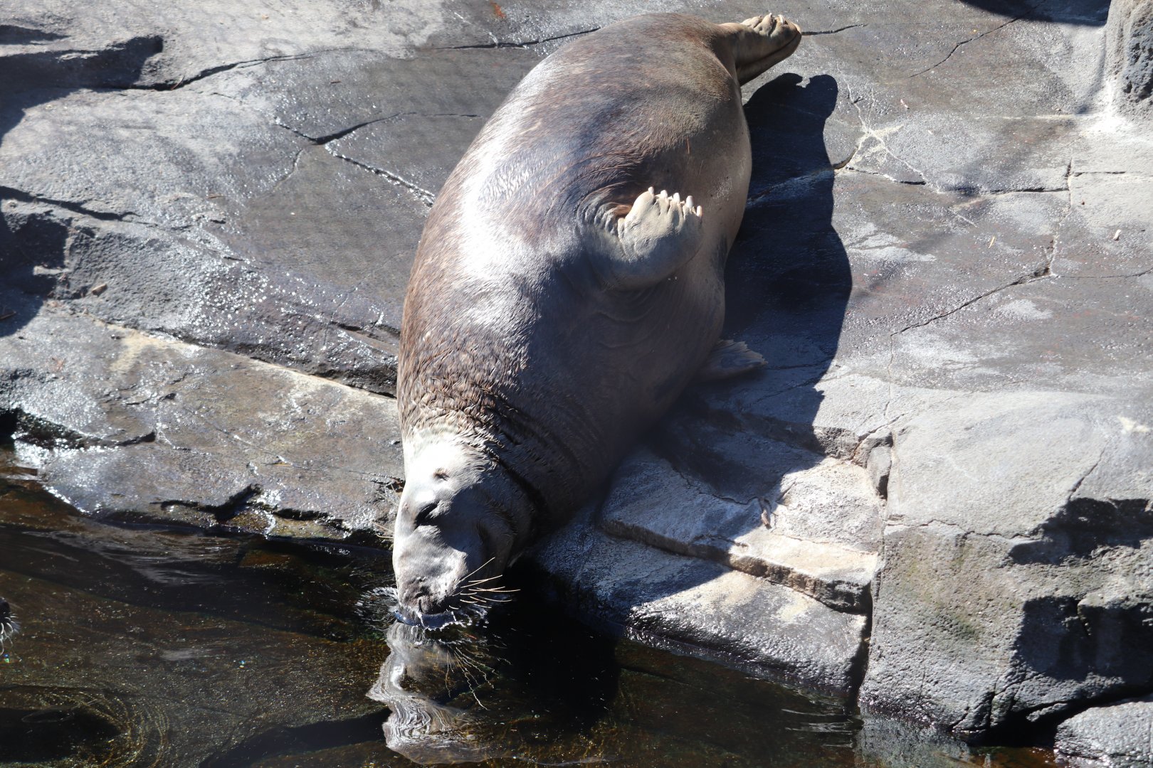 American Trail - Gray Seal - Gunther
