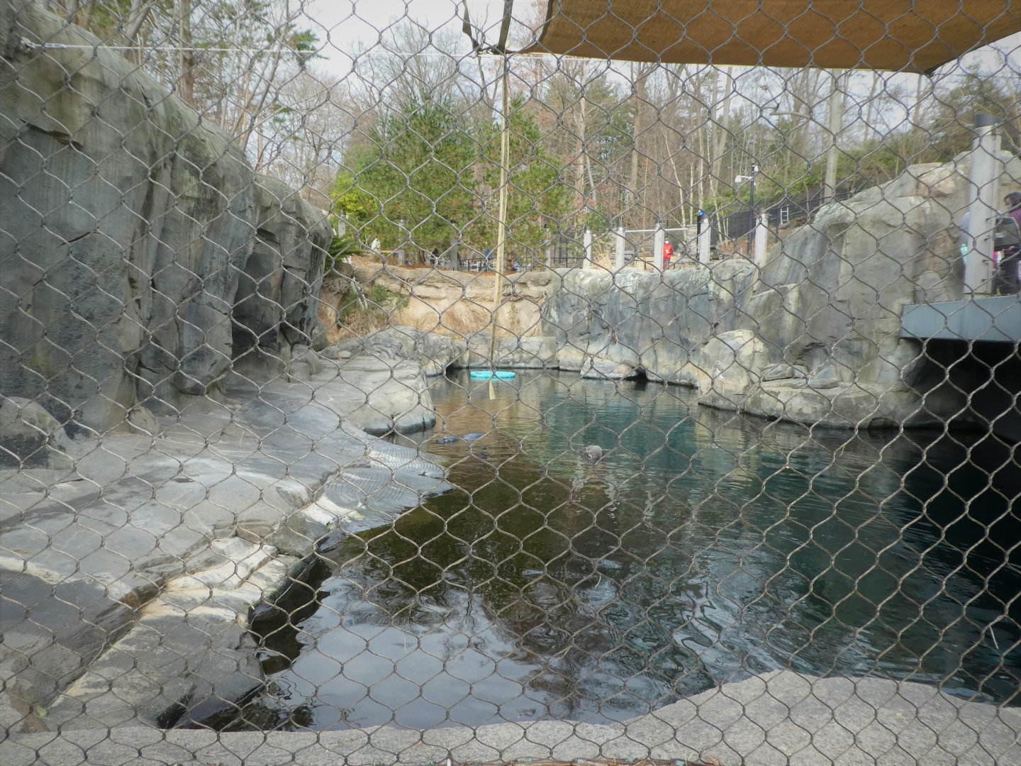 American Trail - Gray Seal, Harbor Seal Exhibit
