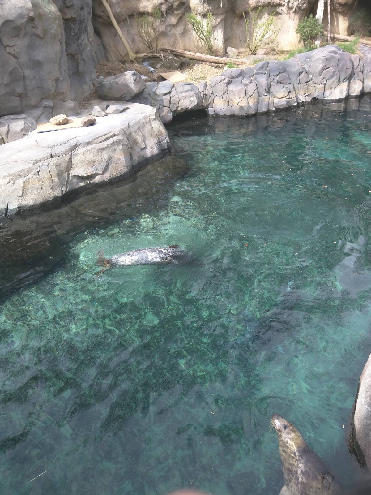 American Trail - Gray Seal - Selkie - Someone else