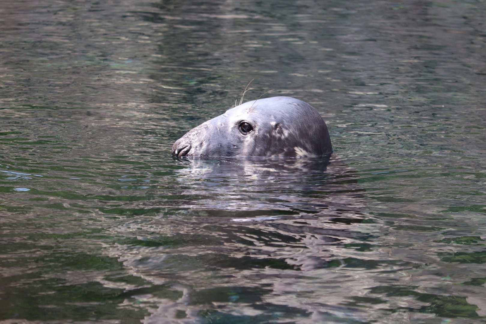 American Trail - Gray Seal
