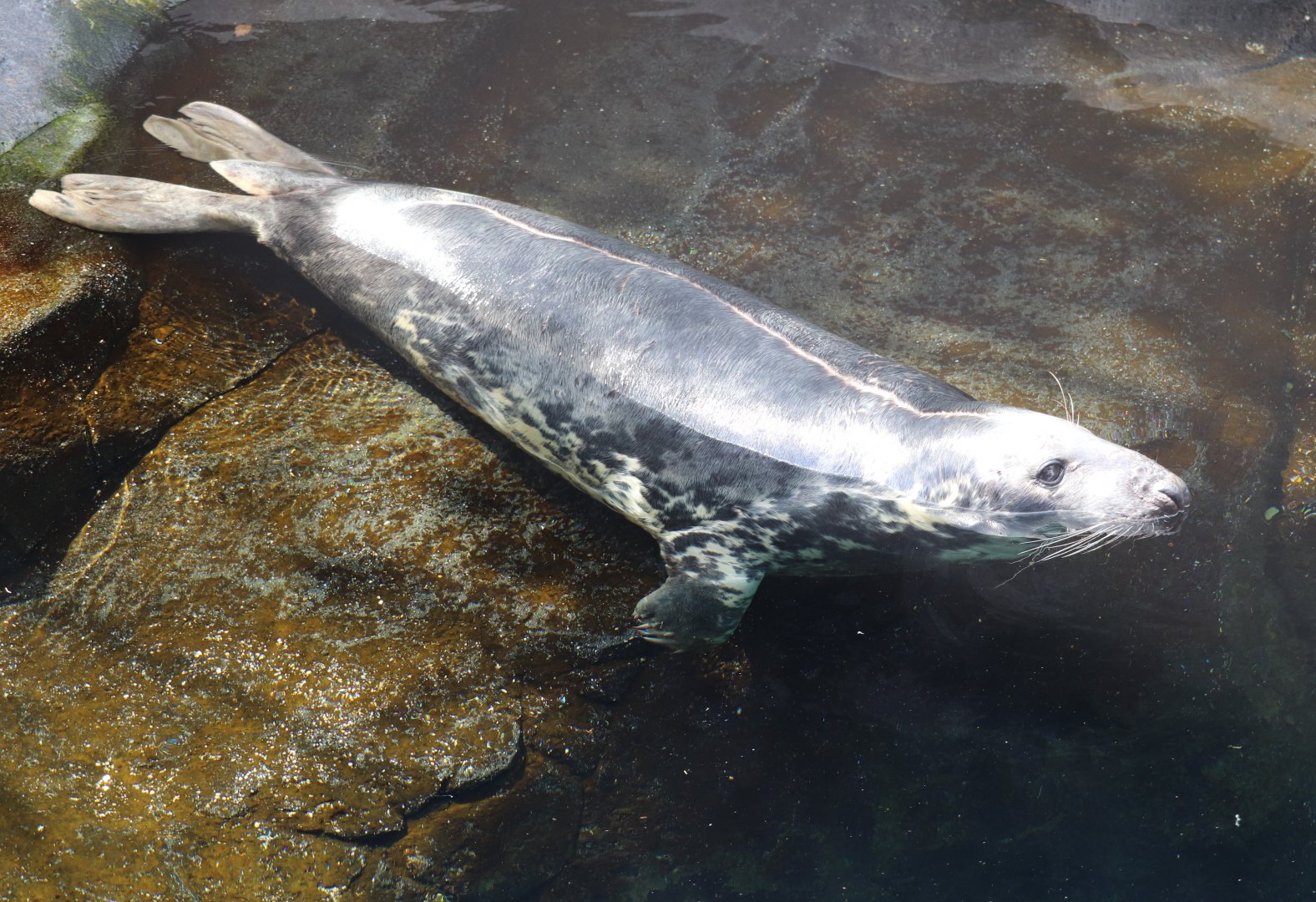 American Trail - Gray Seal