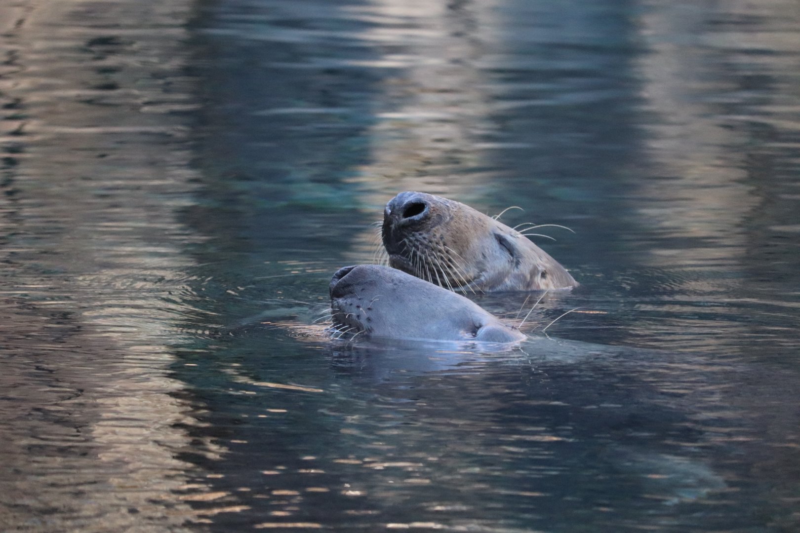 American Trail - Gray Seal
