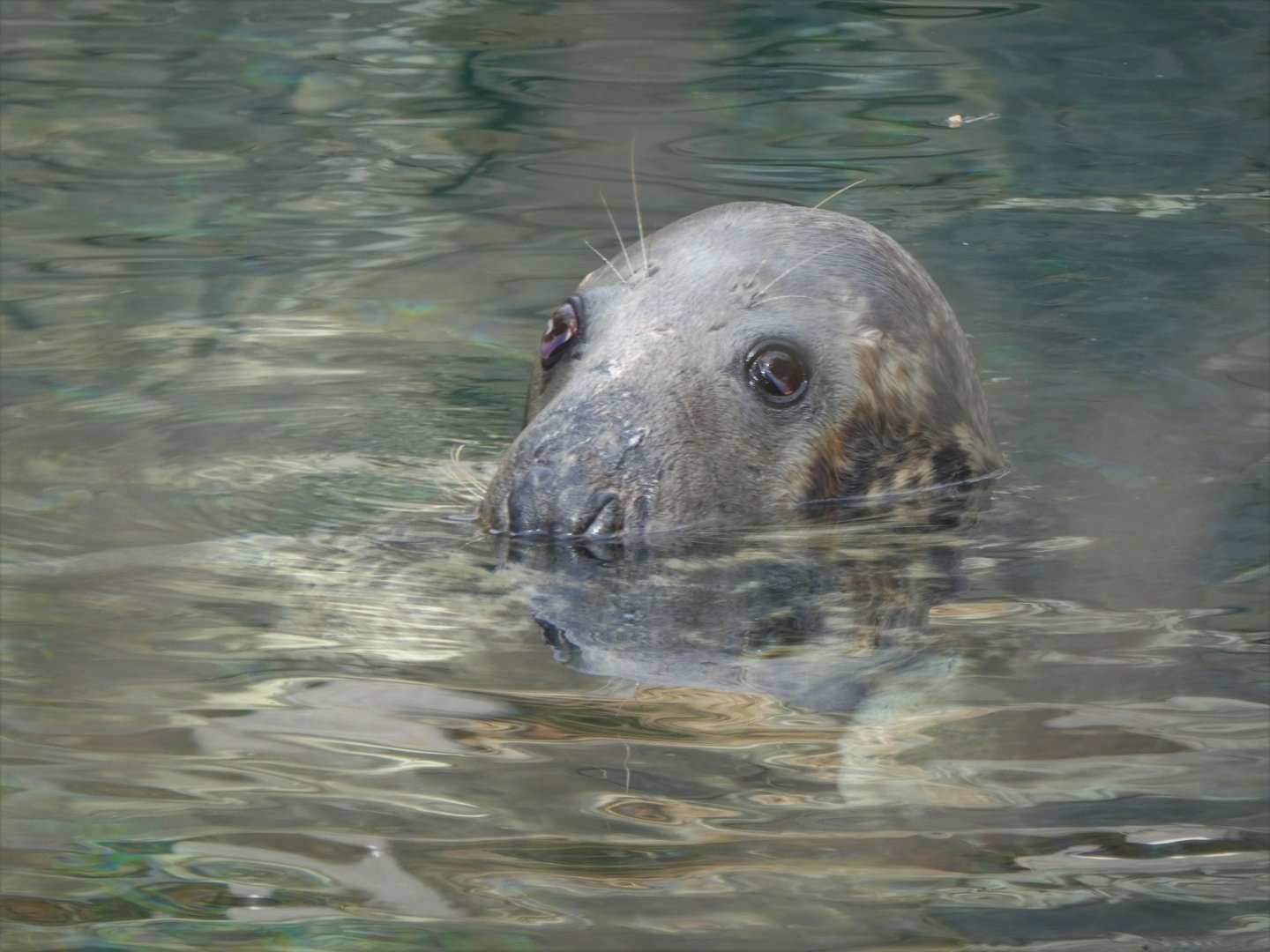 American Trail - Gray Seal