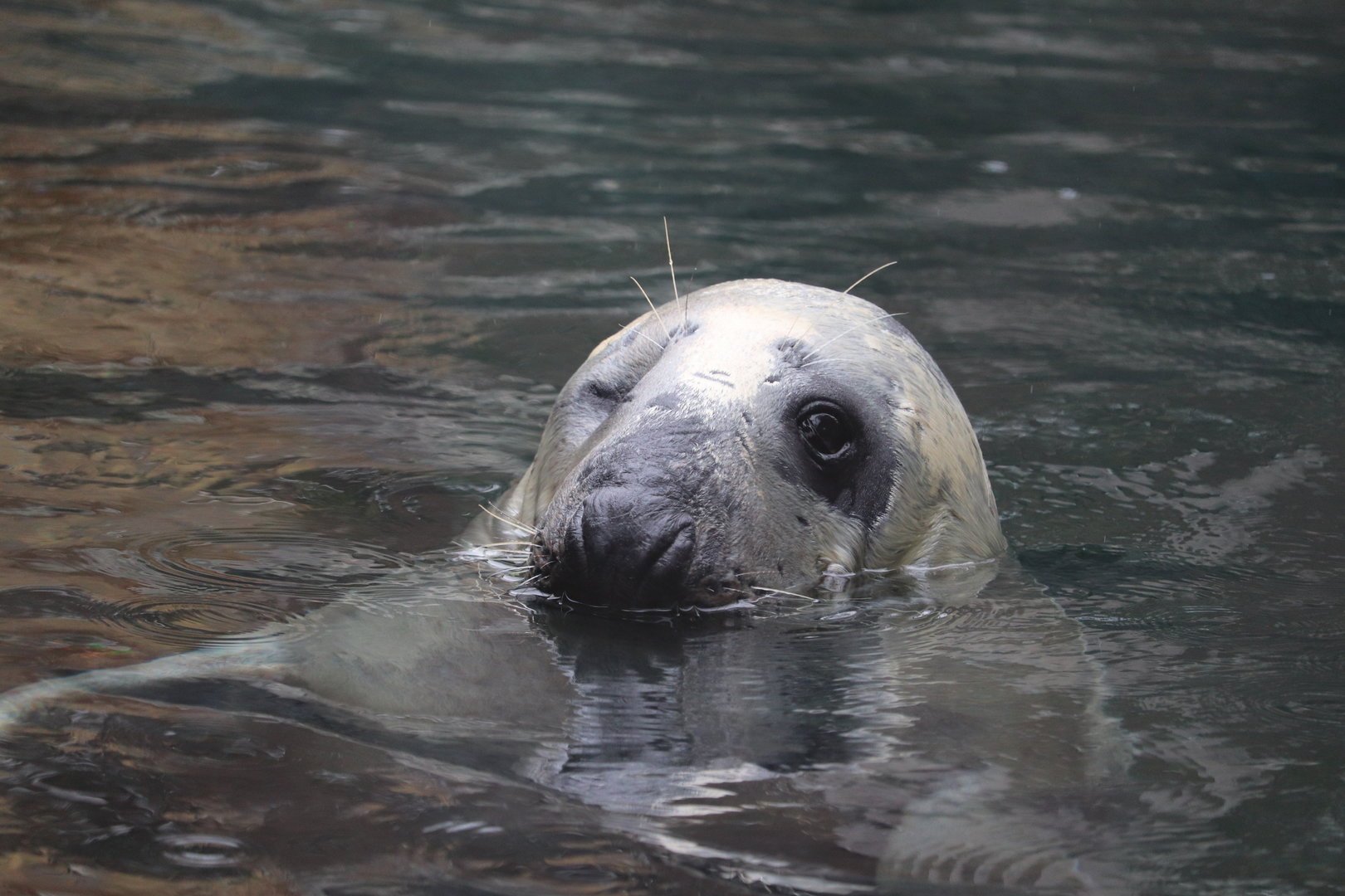 American Trail - Gray Seal
