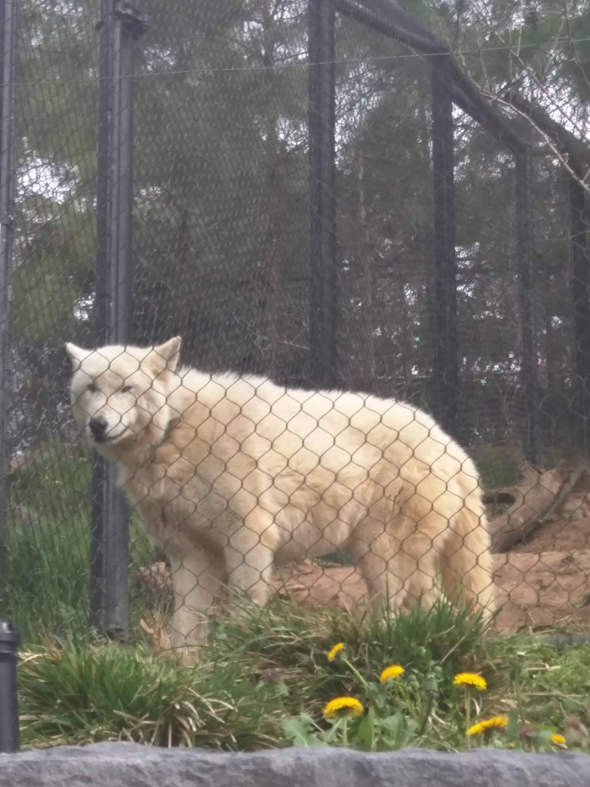 American Trail - Gray Wolf - Crystal