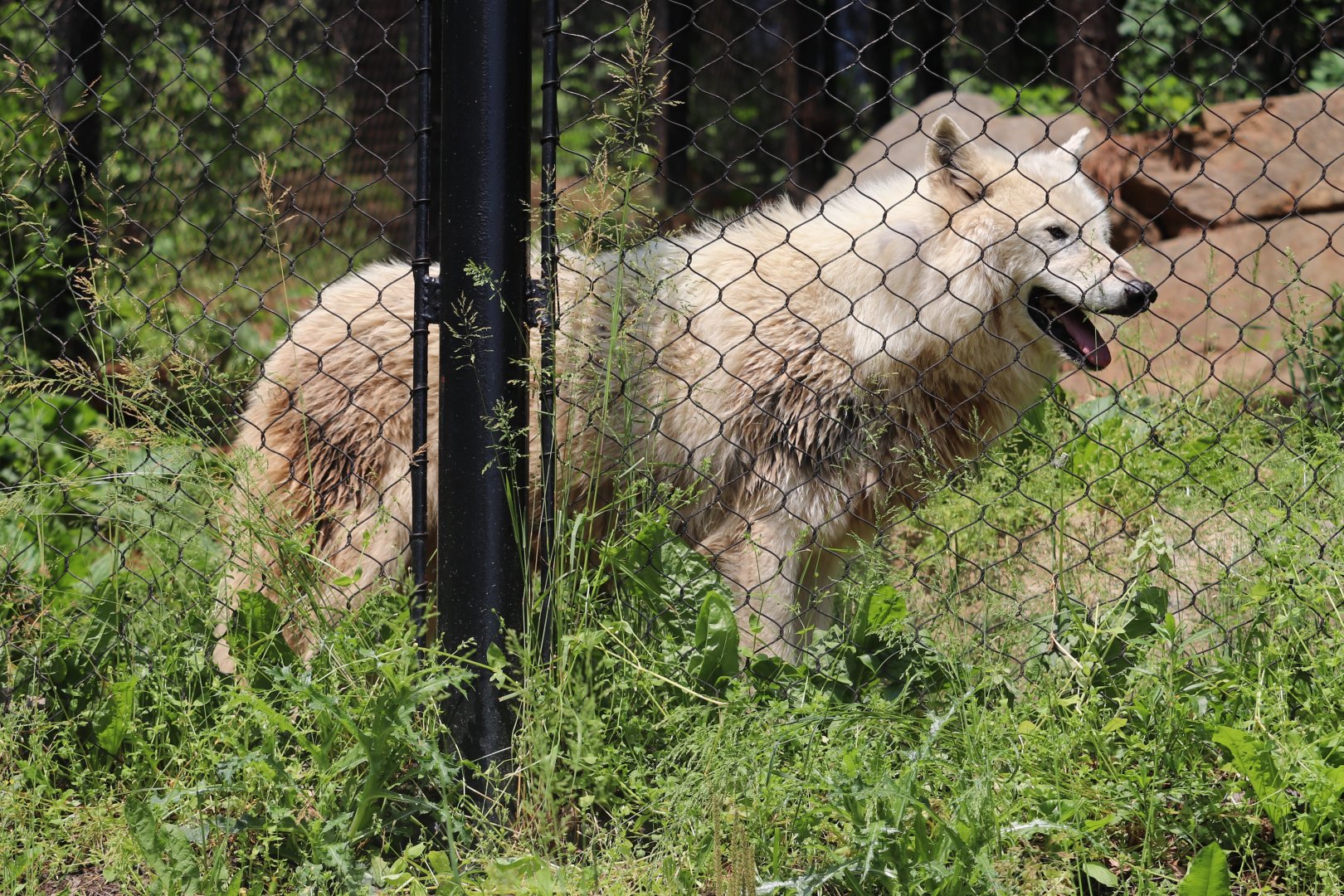 American Trail - Gray Wolf - Crystal