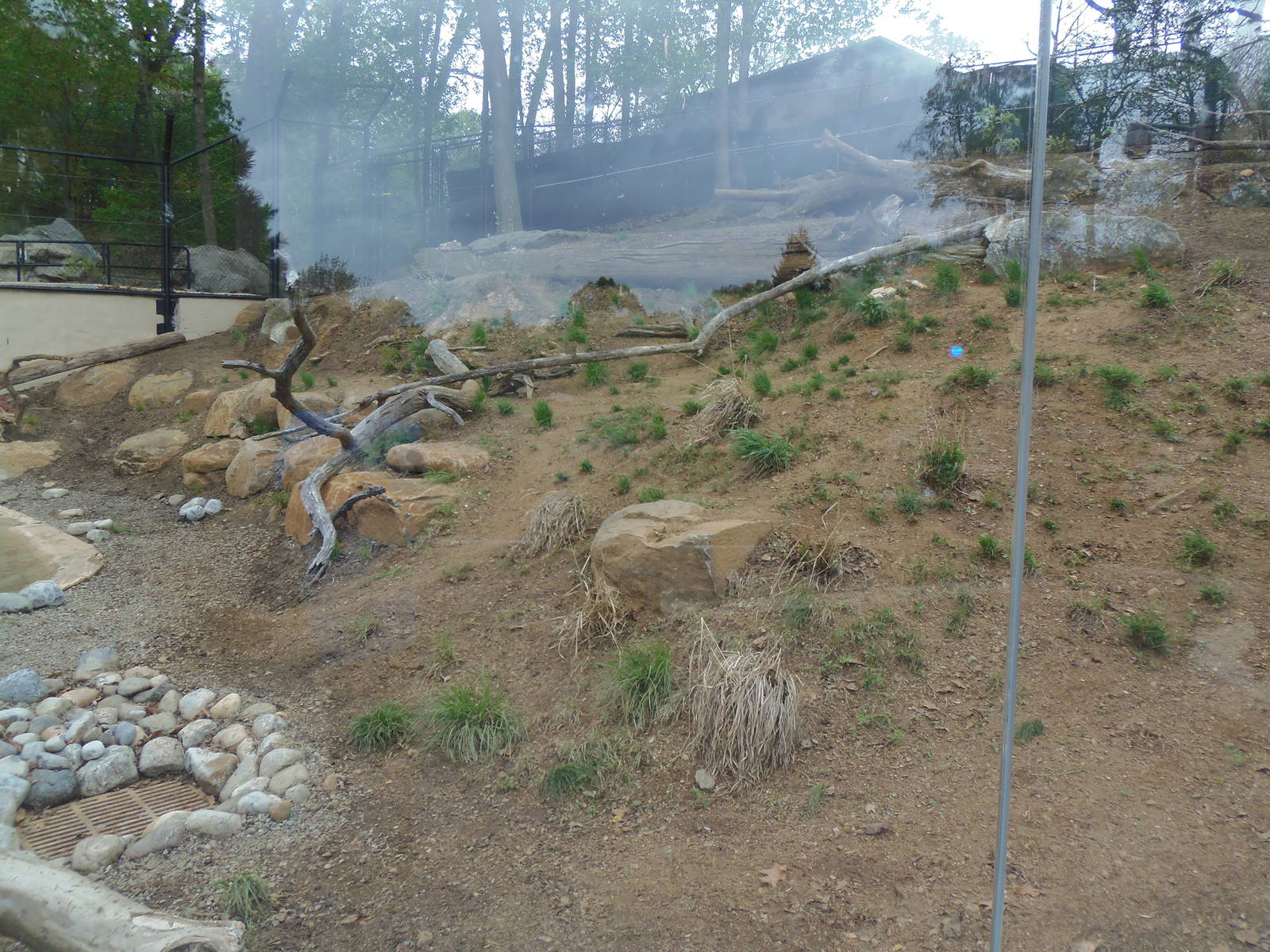 American Trail- Gray Wolf Exhibit