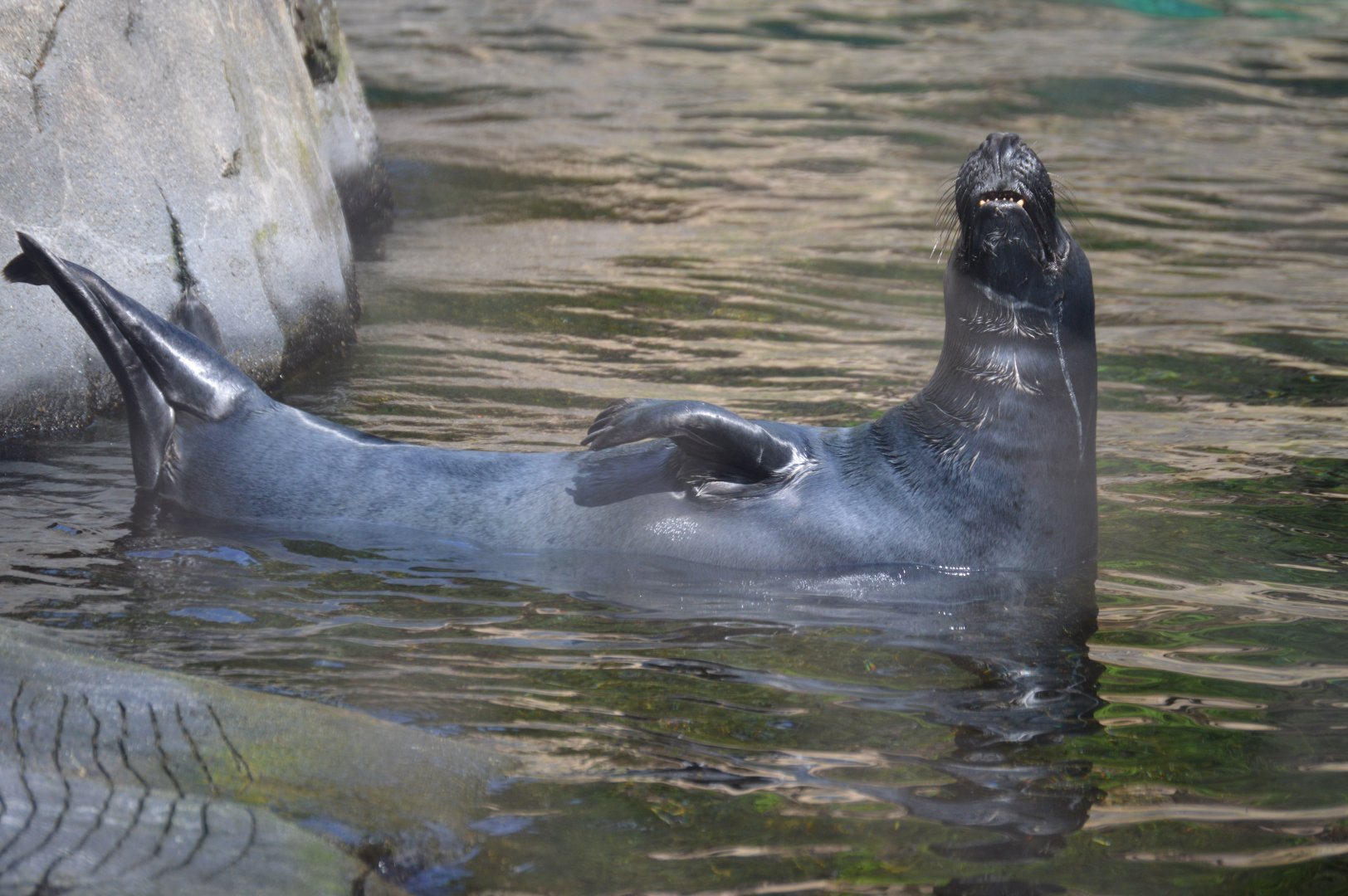 American Trail - Grey Seal (Halichoerus grypus)