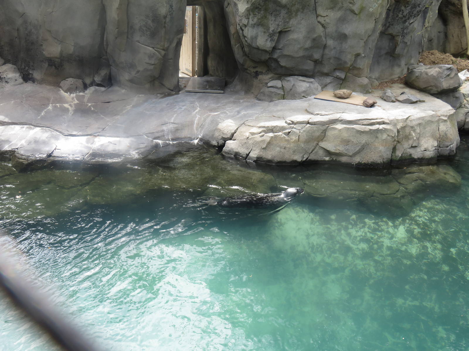 American Trail - Grey Seal