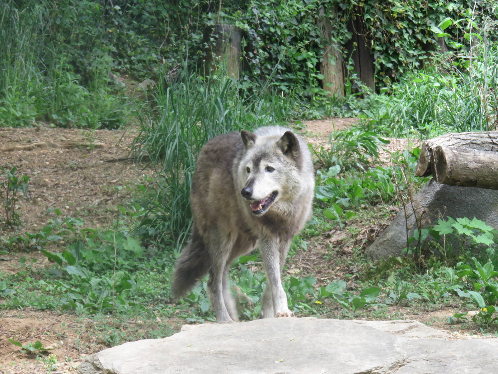 American Trail - Grey Wolf - Colby
