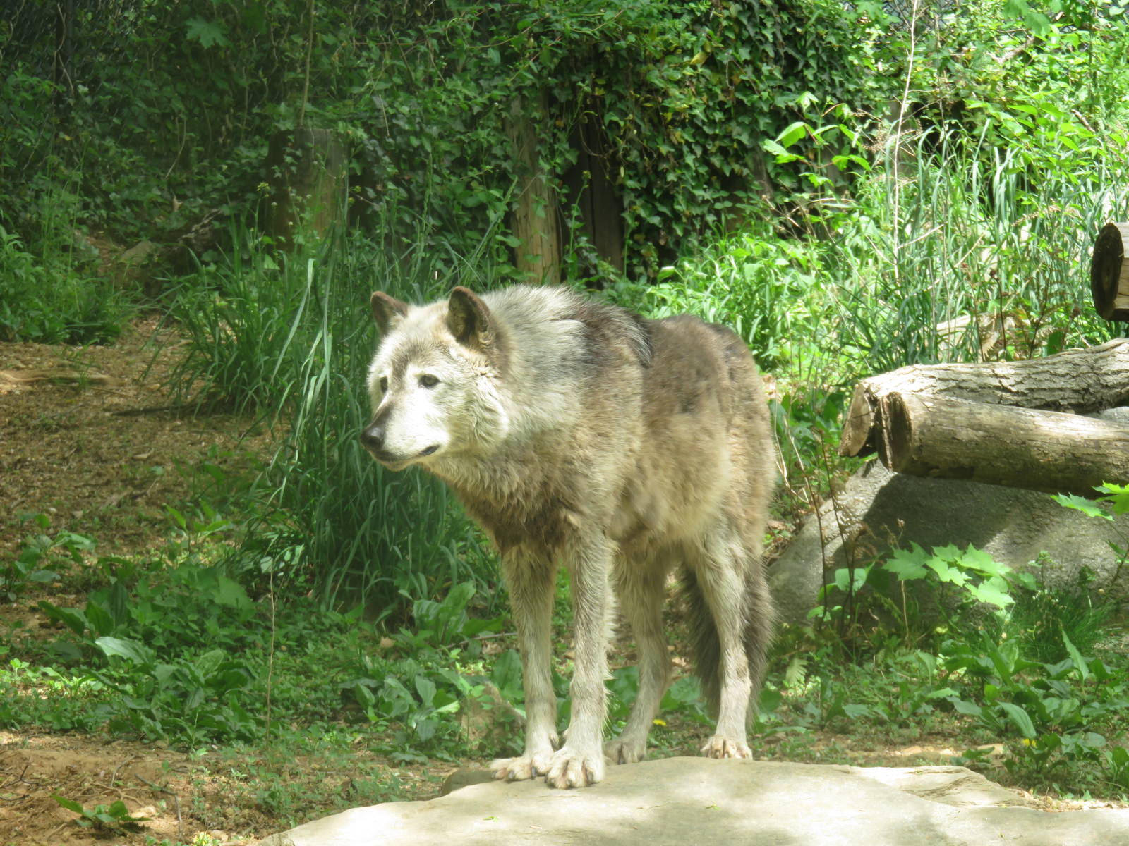 American Trail - Grey Wolf - Colby