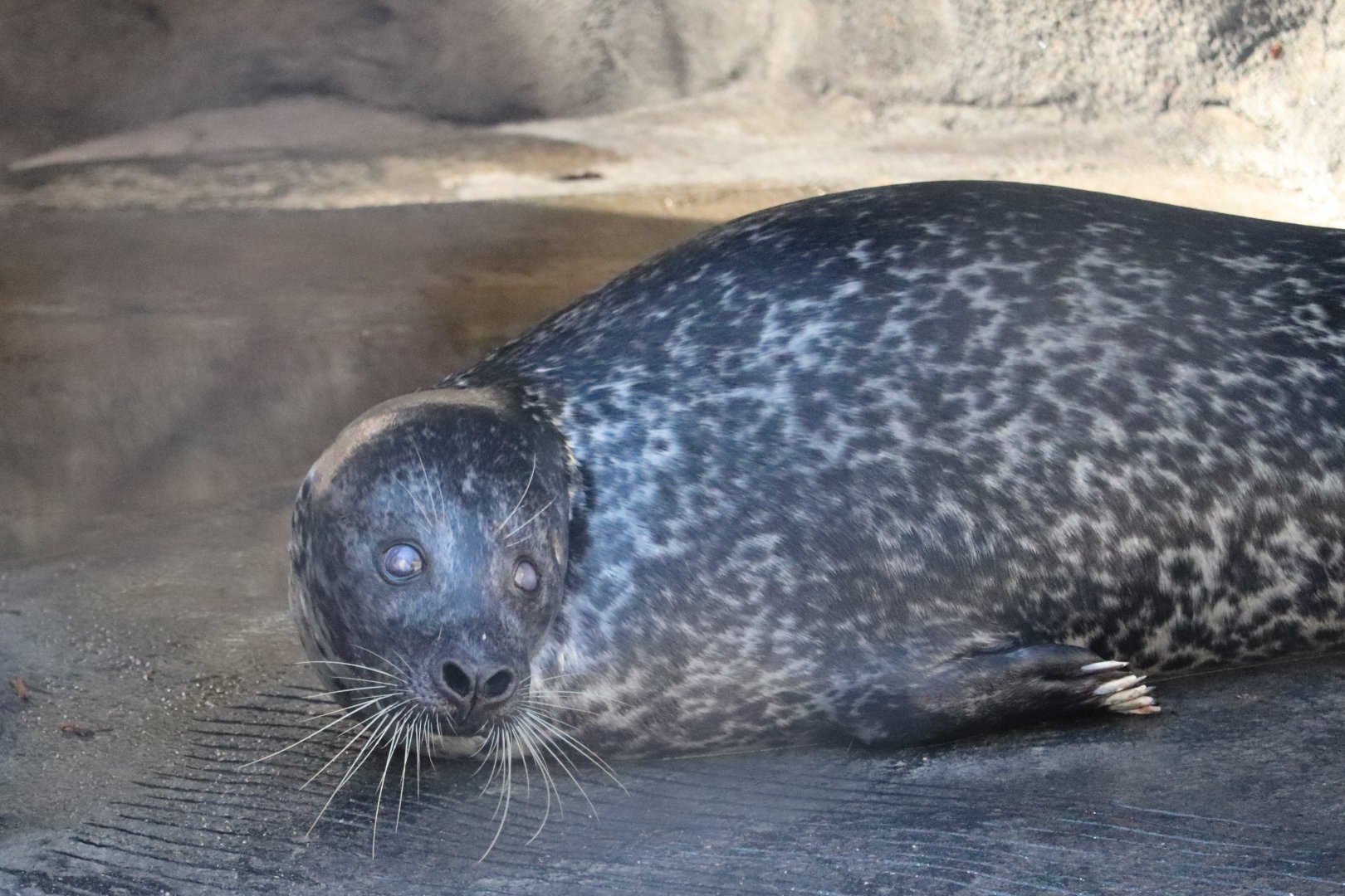 American Trail - Harbor Seal - Luke
