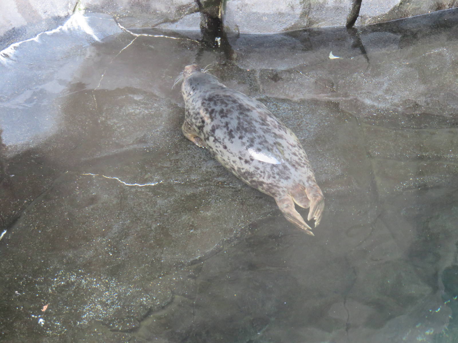 American Trail - Harbor Seal