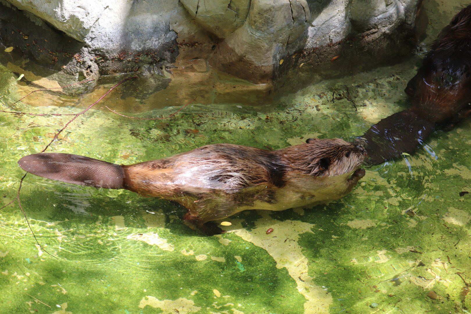 American Trail - North American Beavers