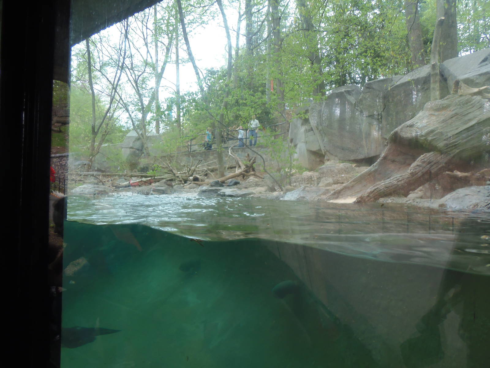 American Trail- North American River Otter Exhibit