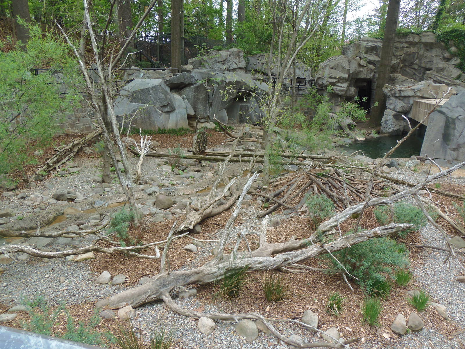 American Trail- North American River Otter Exhibit
