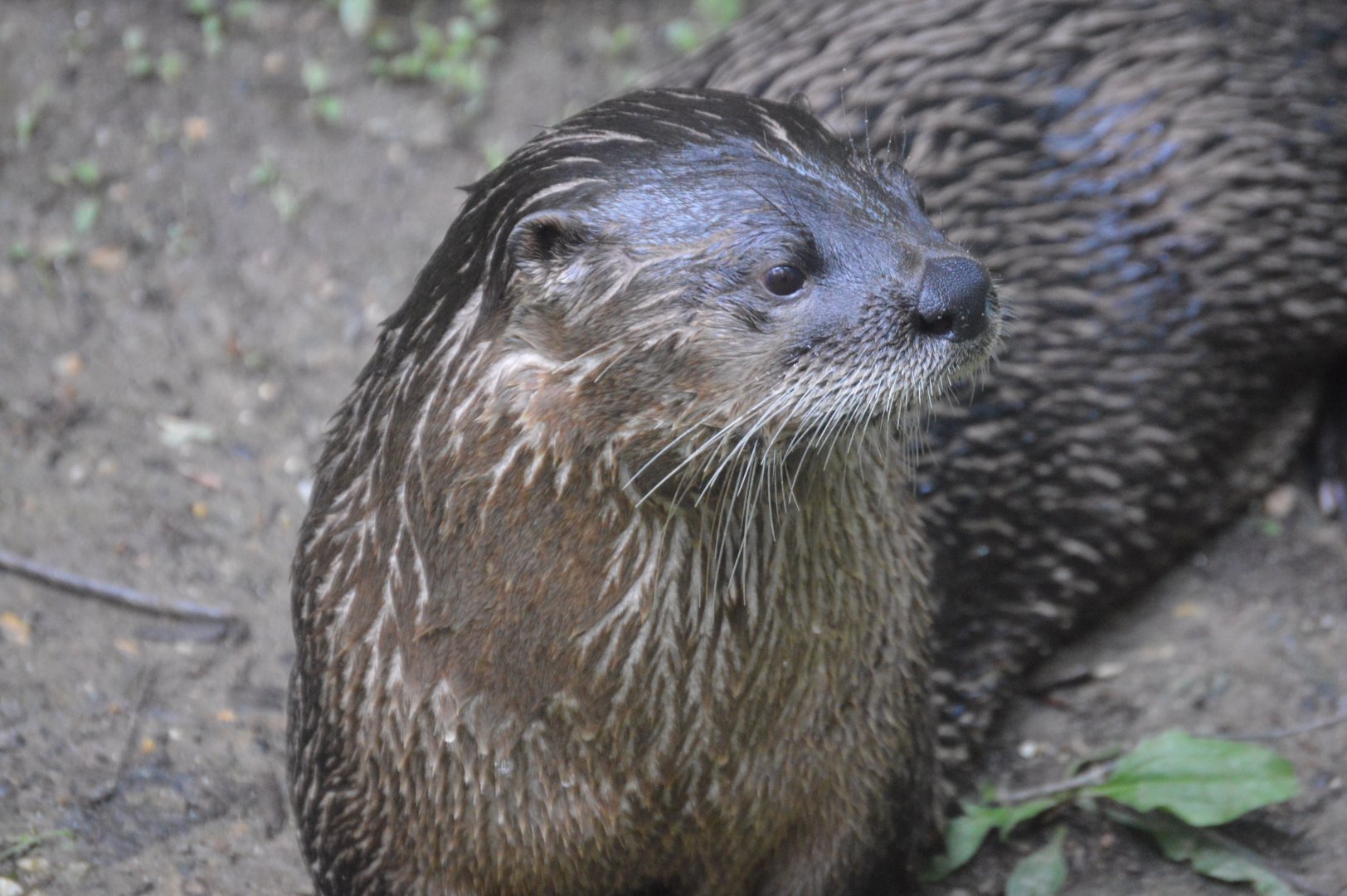 American Trail - North American River Otter (Lontra canadensis)