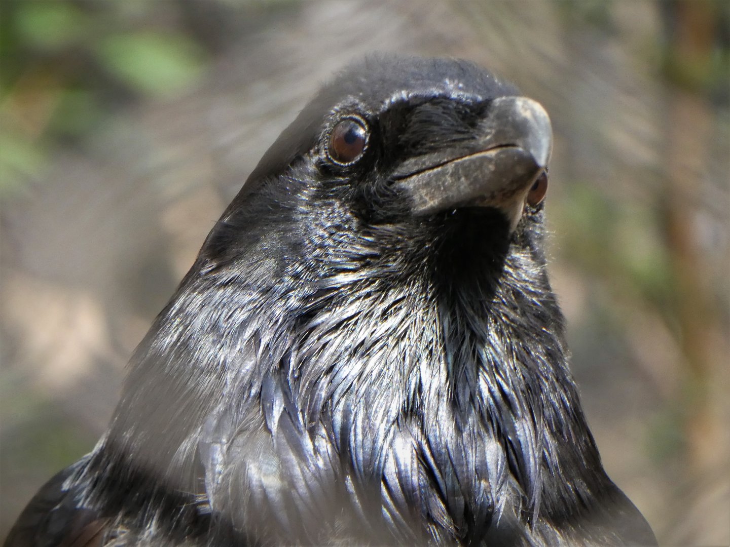 American Trail - Northern Raven