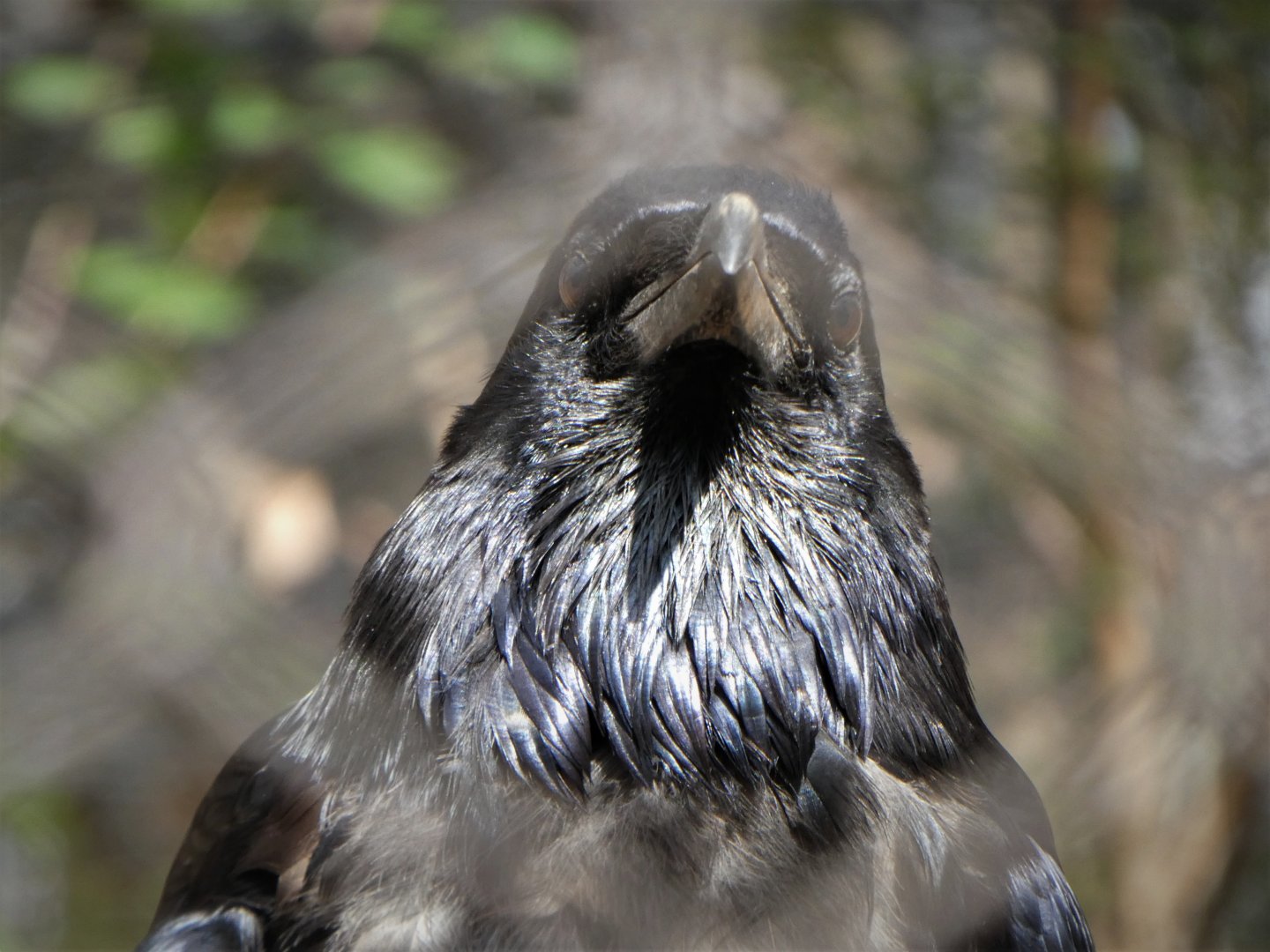 American Trail - Northern Raven