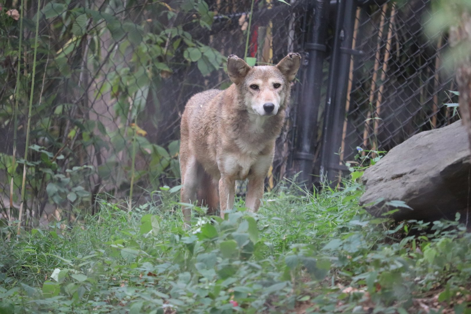 American Trail - Red Wolf