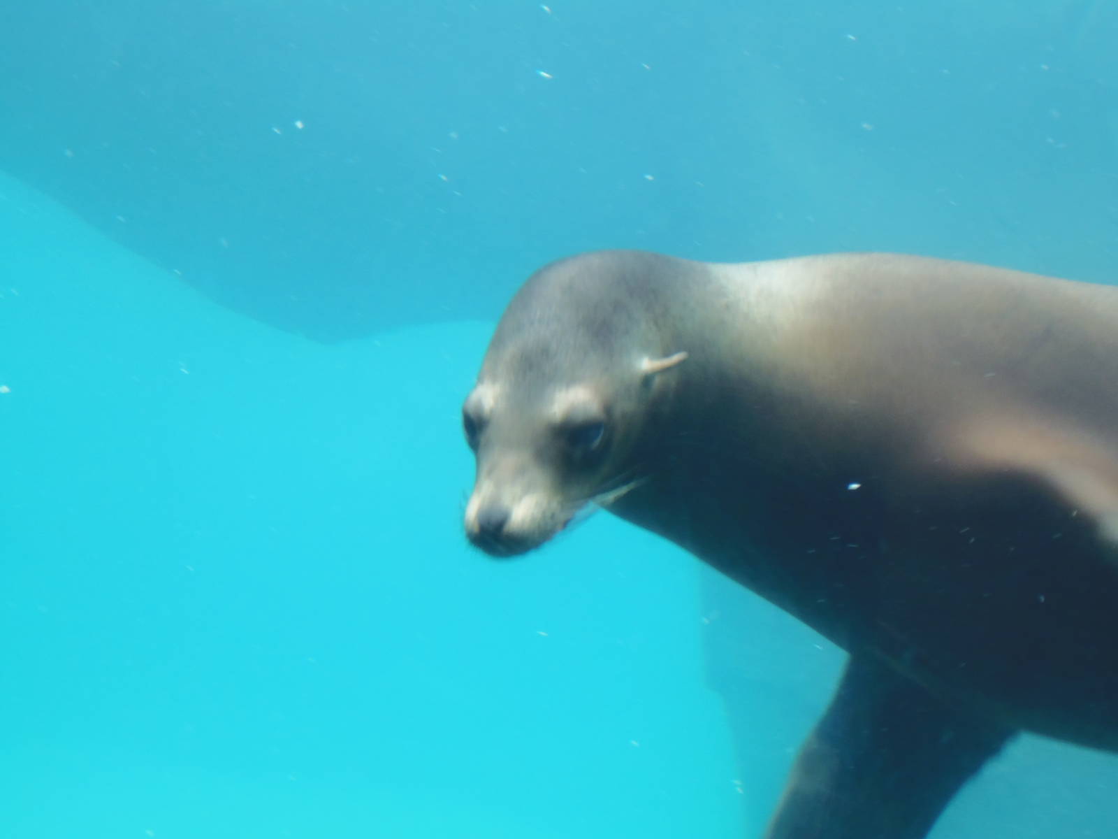 American Trail- Sea Lion