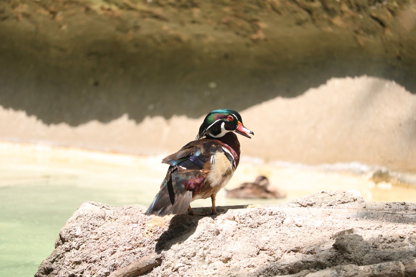 American Trail - Wood Duck