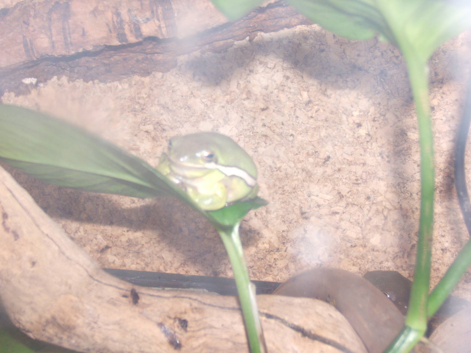 American Tree Frog (Hyla cinerea)