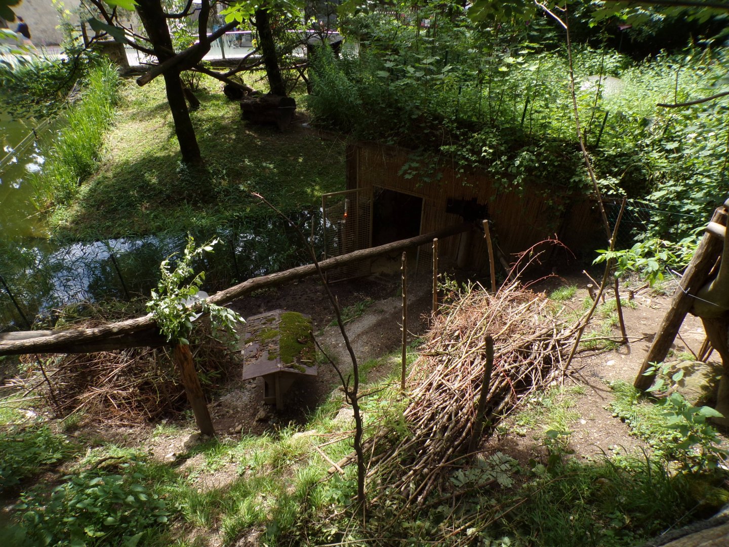 American tree porcupine and Reeve’s muntjac enclosure 13.7.25
