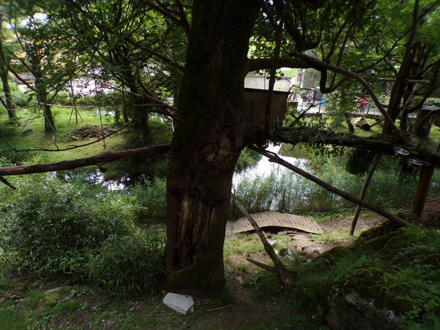 American tree porcupine and Reeve’s muntjac enclosure 13.7.25