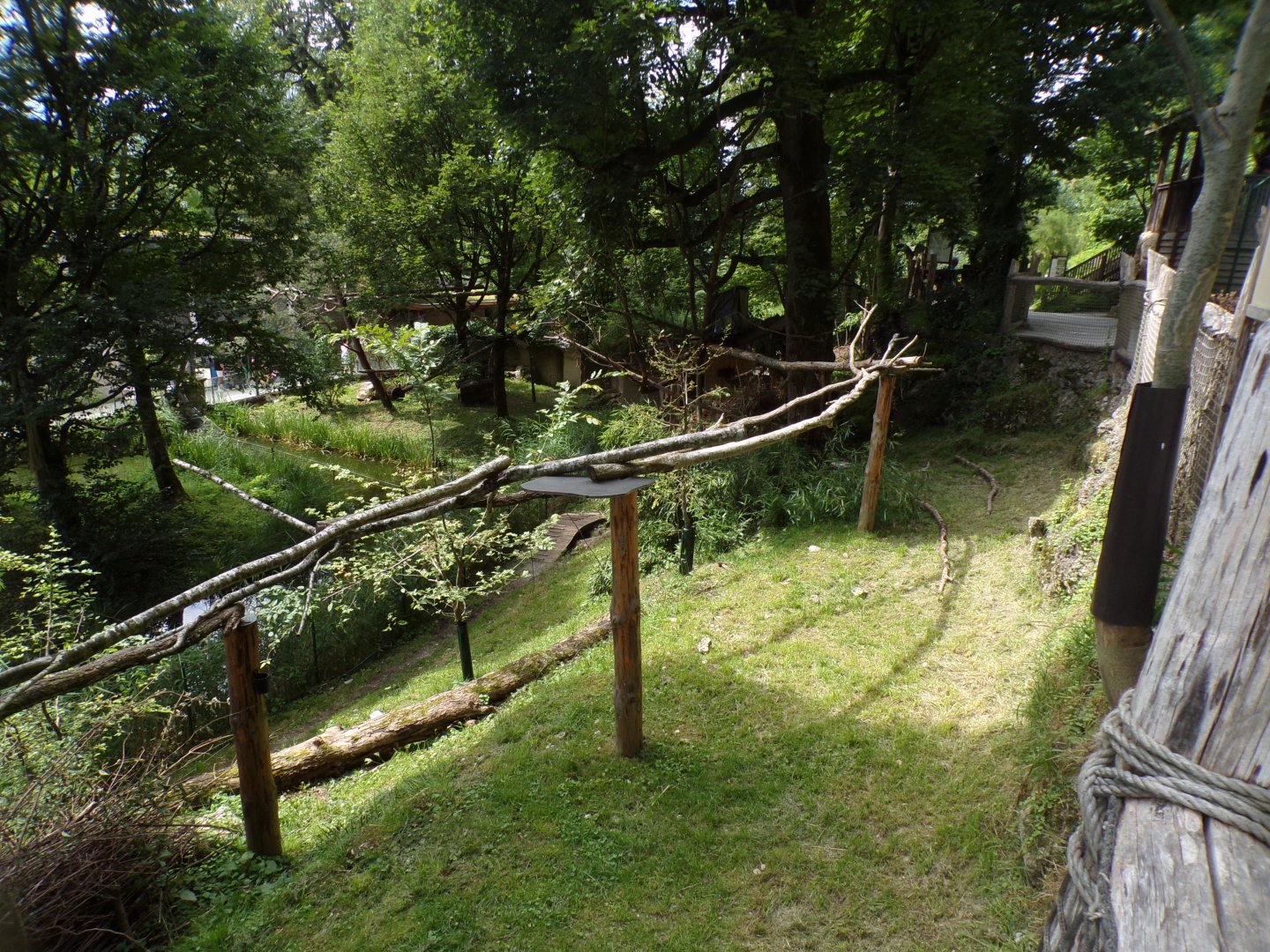 American tree porcupine and Reeve’s muntjac enclosure 13.7.25