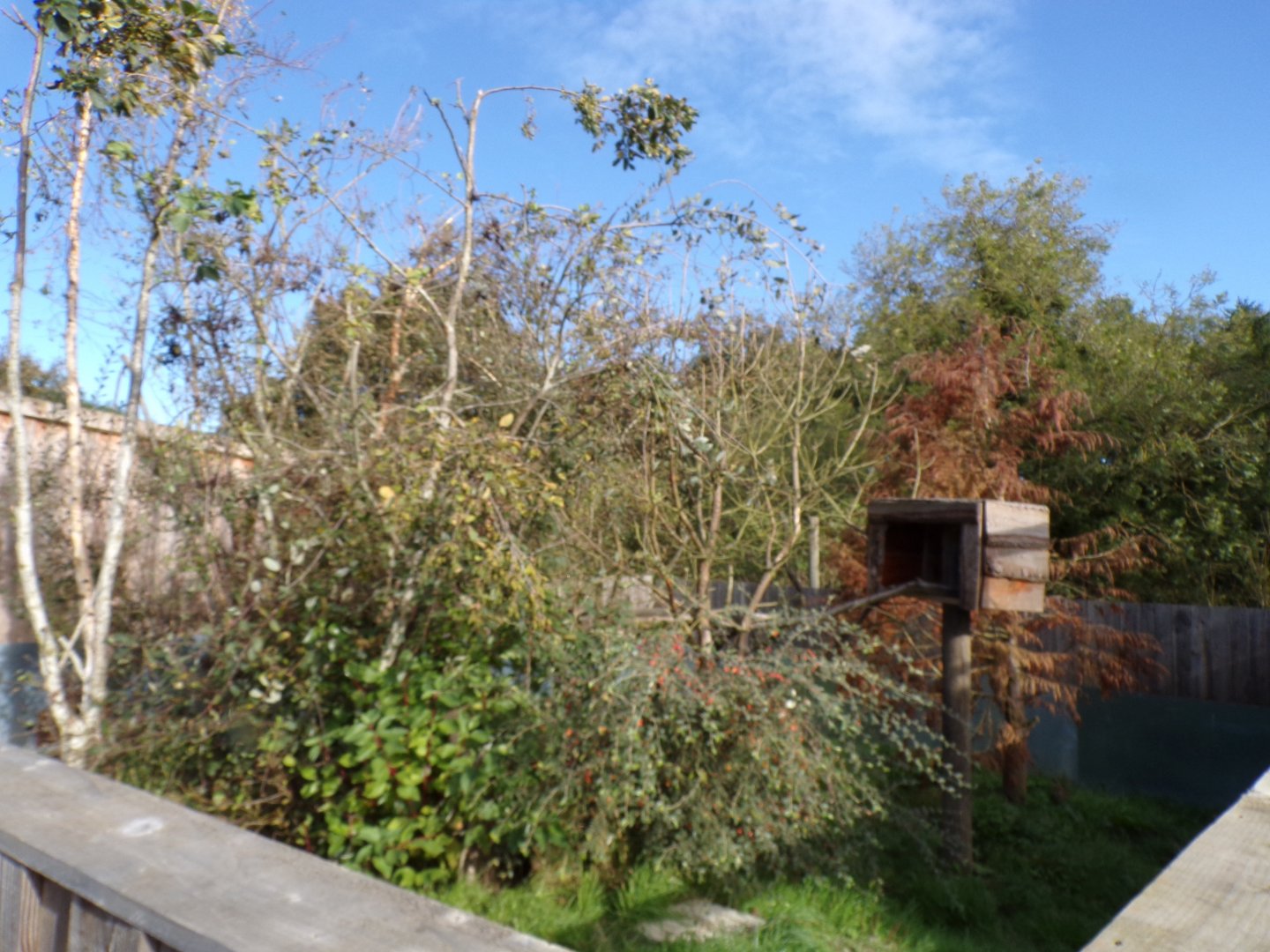 American tree porcupine enclosure 14.10.23 (sorry for poor quality)